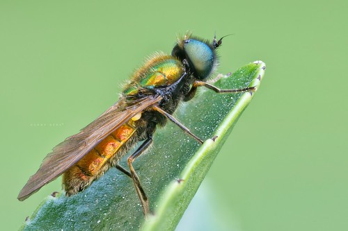 light macro insect soldier fly natural makro böcek sinek