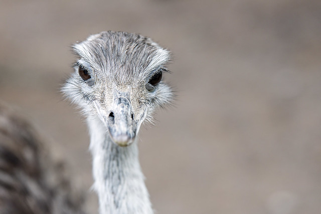 an ostrich-beauty ...