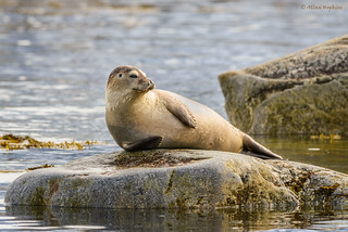 Common / Harbour Seal (Phoca vitulina) soaking up some rays. | by Allan Hopkins