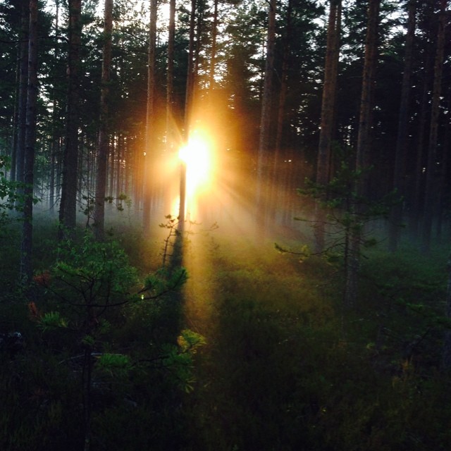 Let there be light. #porvoo #borgå #finland #weareinfinland #sunrise #forest #stunning #vivid