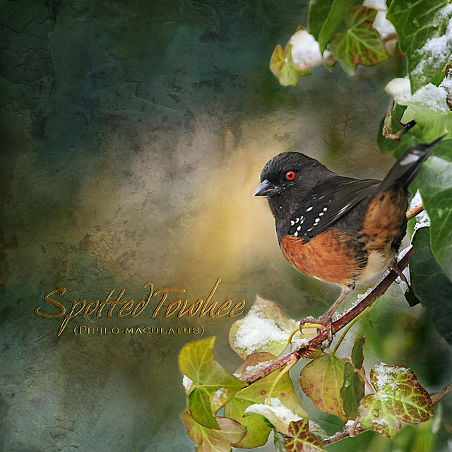 spotted towhee (Pipilo maculatus) . . .