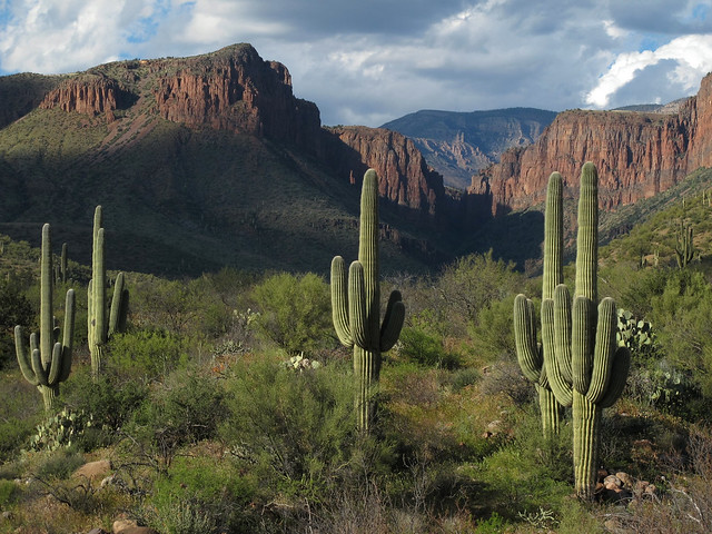 Giant Saguaros and the Sierra Ancha Gnarlyscape