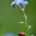 Ladybug and Forget-me-not