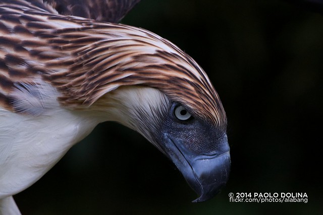 Philippine Eagle (Pithecophaga jefferyi)