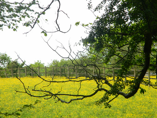 Yellow meadow Chipstead to Kingswood