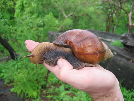 giant-west-african-land-snail