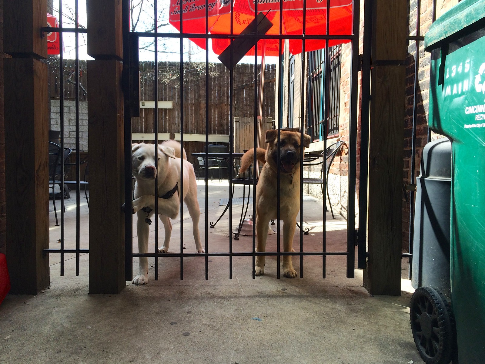 Patio Pups