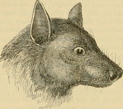 Paternoster