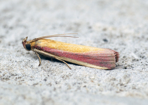 [1441] Oncocera semirubella | Roughdown Common - Hemel Hemps… | Flickr