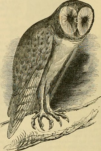 Paternoster