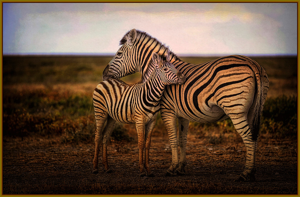 Zebra With Cub