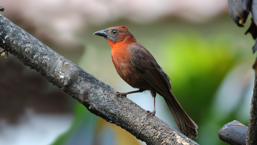 22 Species of Birds with Red Heads: A Comprehensive Guide - northern cardinal