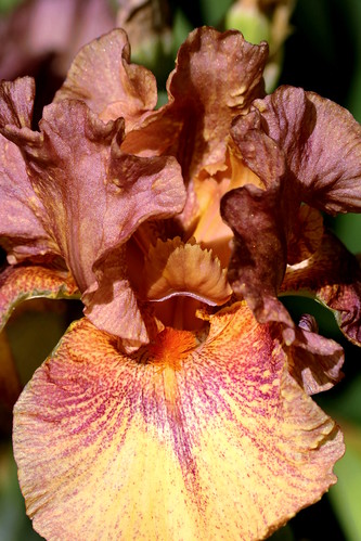 nature flowers springflowers iris beardediris closeup purple yellow spring petals bloom curlypetals