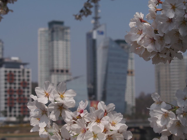 Cherry Blossoms-Expo Park-Daejeon-South Korea