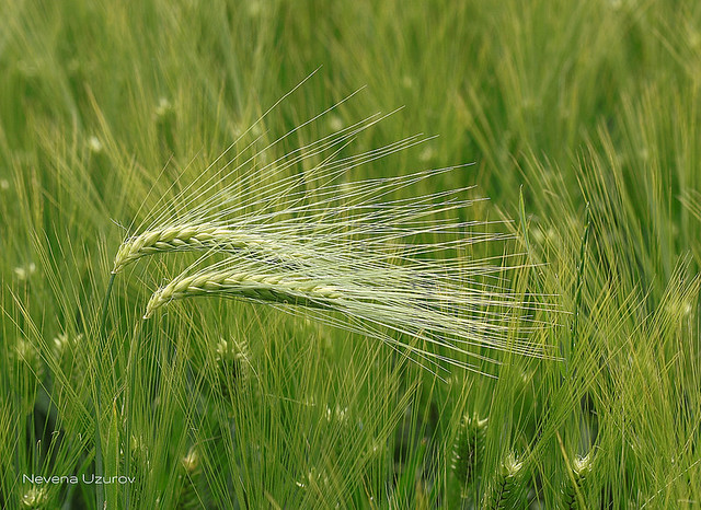 Nevena Uzurov - Green barley