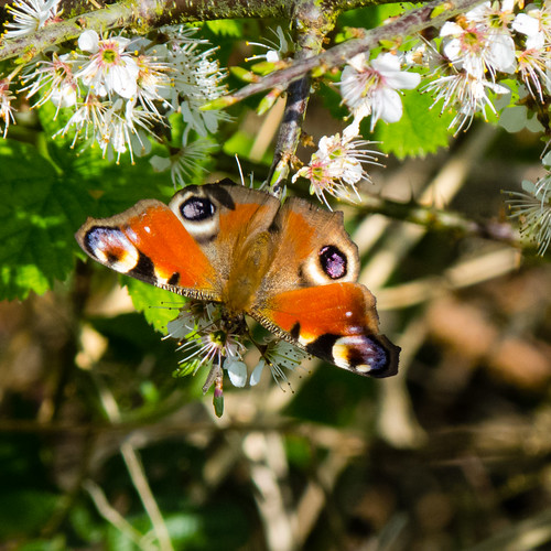 Peacock butterfly on blackthorn flower