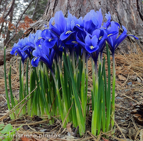 Iris flowers near Big Red Barn by ccb5 April 14, 2014