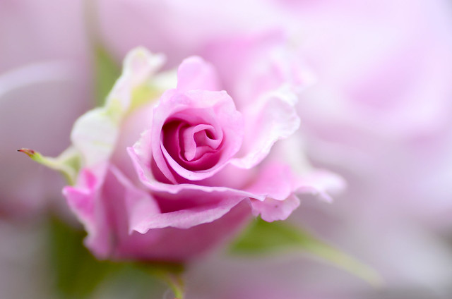 Rose／玫瑰／バラ