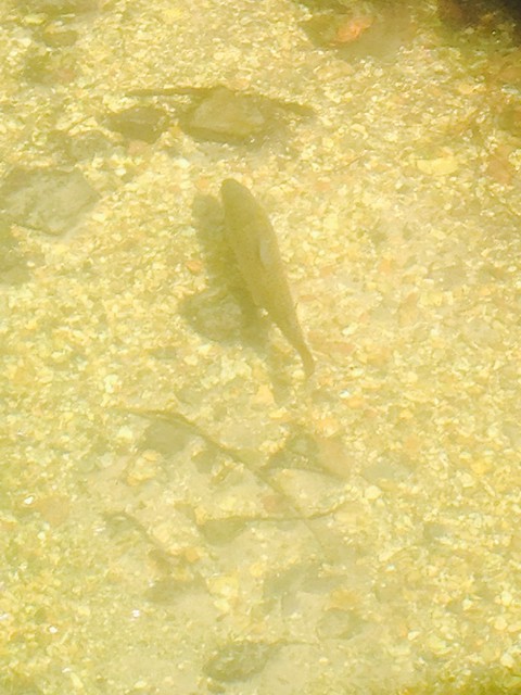 Trout at Town Mill 
