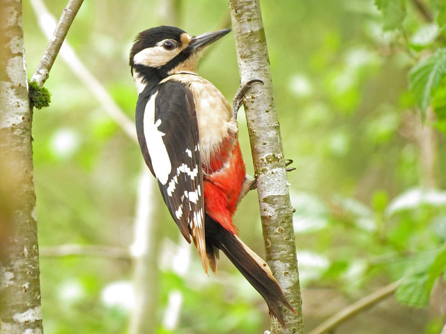 Great Spotted Woodpecker, Lomond area, Scotland