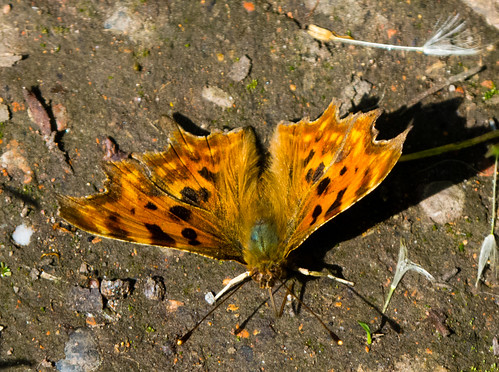 Comma drinking from damp soil
