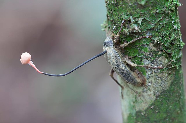Ophiocordyceps curculionum on beetle (Iquitos, Peru)