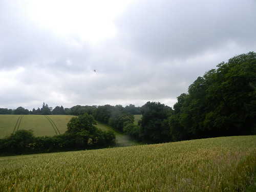 Field with UFB (Unidentified Flying Bug) Wendover to Great Missenden via Swan Bottom