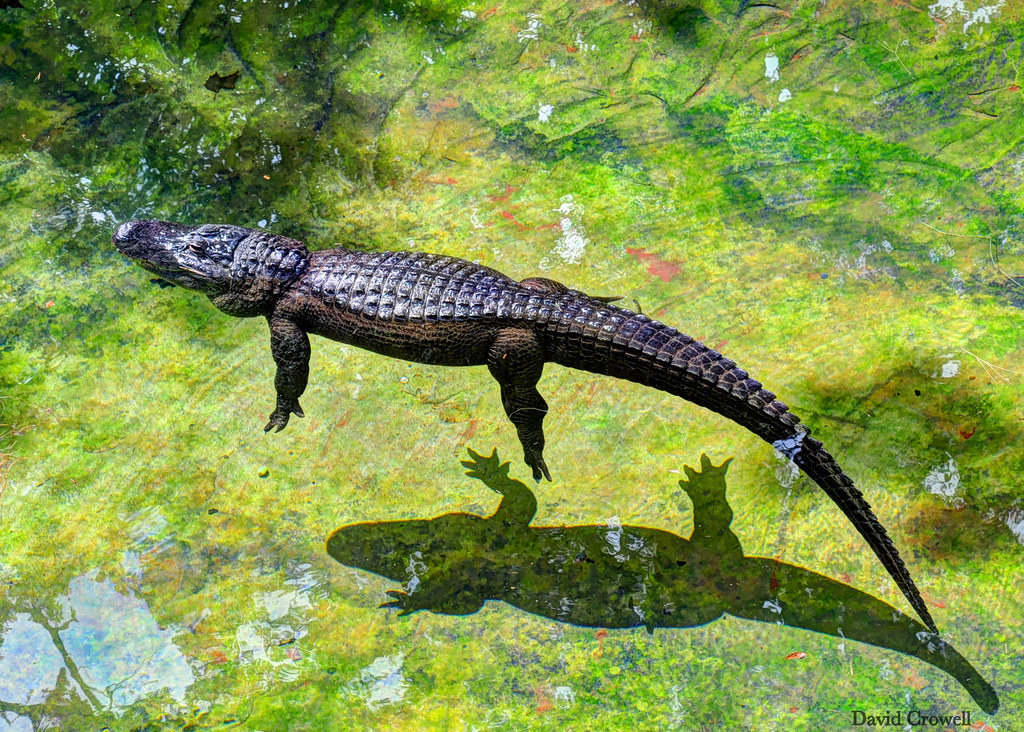 Alligator - Floating [Explore]