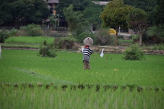 Rice field sarecrow, Mai Chau, Vietnam