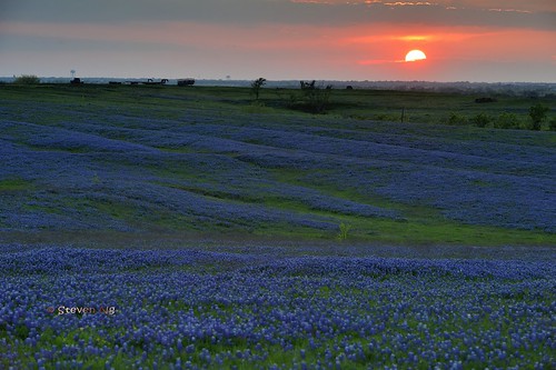 sunset texas texaswildflowers nikond800 nikkor70200mmf28gvrii texasbluebonnettrail texasstateflowers ennisbluebonnettrail