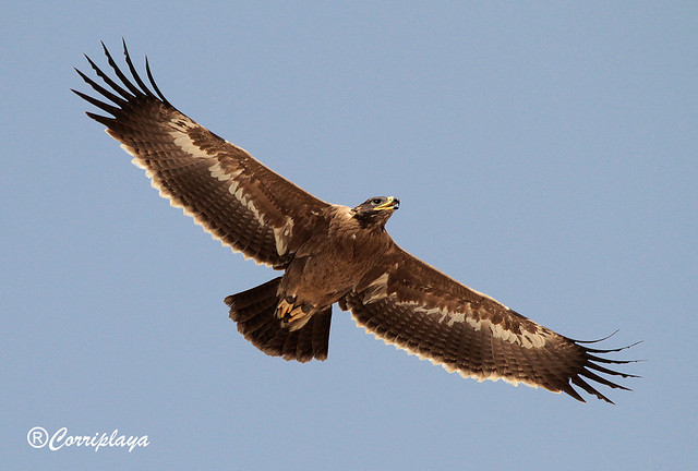 Águila Esteparia Steppe Eagle (Aquila nipalensis)