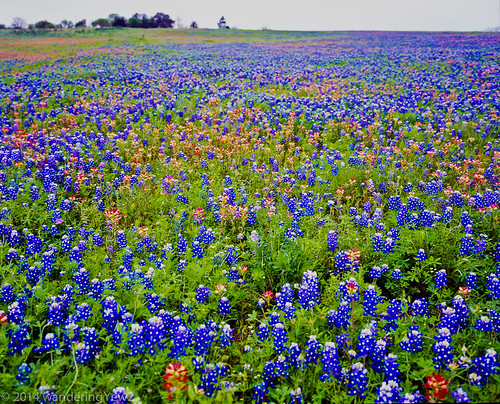 flower 120 mamiya film mediumformat texas bluebonnet 6x7 wildflower filmscan indianpaintbrush texaswildflowers mamiya7ii