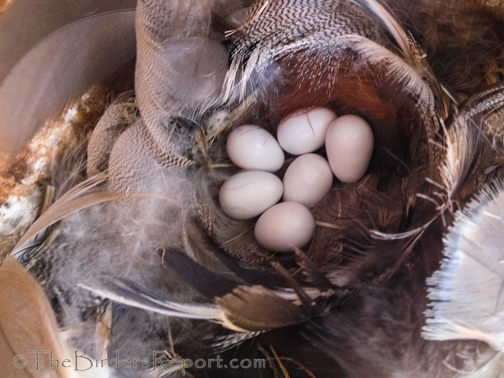 Violet-green Swallow Nest & Eggs