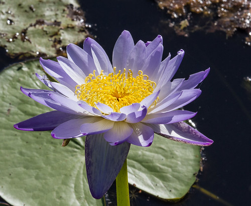 Lotus Flower | Geoff Whalan | Flickr