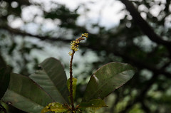 Croton laevigatus (Euphorbiaceae)