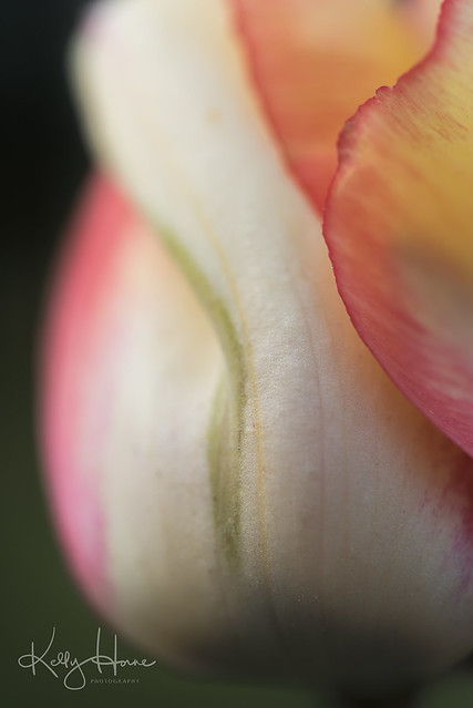 Tulip Poetry