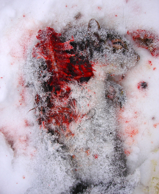 disemboweled squirrel in snow (2010)