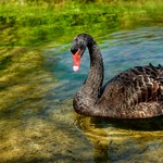 Black Swan 1604