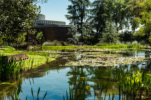 zajdowicz pasadena california nortonsimonmuseum availablelight outdoor outside museum canon eos 5dmarkiii 5d3 dslr digital lightroom ef50mmf12lusm 50mm primelens water pond reflection lilies trees nature color green colour landscape garden canoneos5dmarkiii