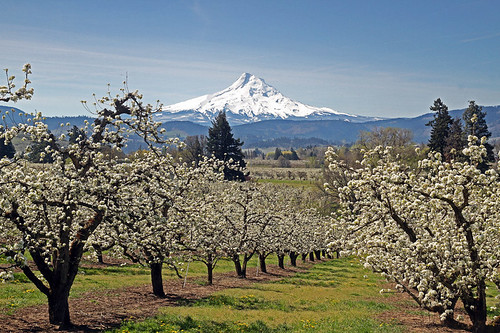 Mt Hood and Pear Orchard | Dave Biddle | Flickr