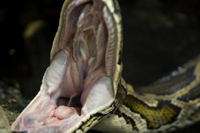 Snake mouth