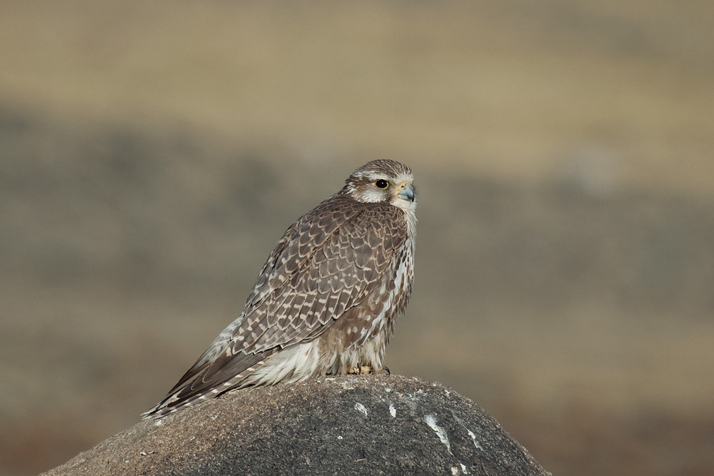 Saker Falcon (Falco cherrug)