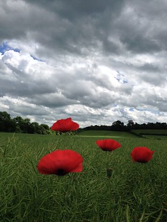Poppies in Hanborough 