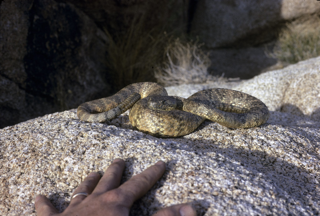 Rattlesnake in a rock crevice at Joshua Tree National Park