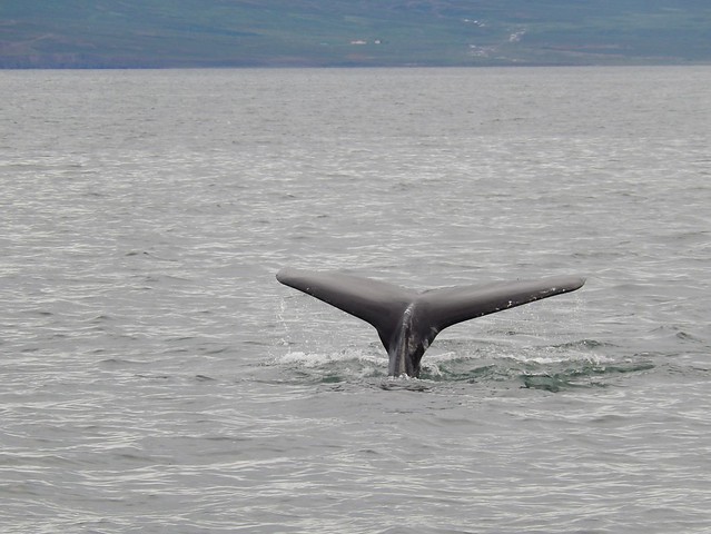 IJsland - Dalvik - whale watching - tail - 1