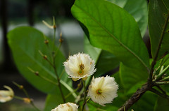 Elaeocarpus grandiflorus (Elaeocarpaceae)