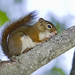 Flickr photo 'American Red Squirrel, Tamiasciurus hudsonicus (Erxleben, 1777)' by: Misenus1.
