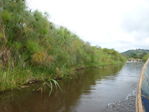 africa uganda landscape marsh swamp papyrus lake mabambaswamp