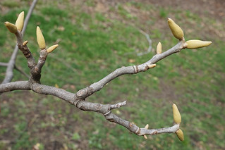 Carya myristiciformis (Nutmeg Hickory) | by Plant Image Library