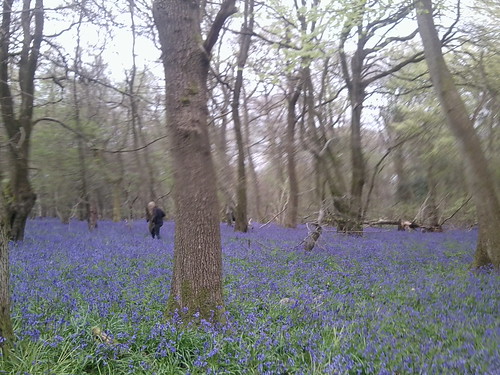 Old Simms Copse- Bluebells 4 Gomshall to Westhumble